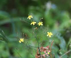 Attēlu rezultāti vaicājumam “Mycelis muralis”