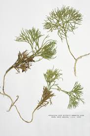 Attēlu rezultāti vaicājumam “Diphasiastrum tristachyum”