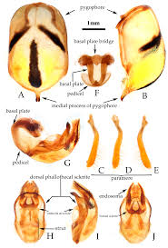 Attēlu rezultāti vaicājumam “Rhynocoris annulatus nymph”