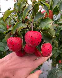 Attēlu rezultāti vaicājumam “Corynephorus canescens fruit”