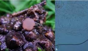 Attēlu rezultāti vaicājumam “Hymenoscyphus sp.”