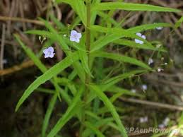 Attēlu rezultāti vaicājumam “Veronica scutellata”