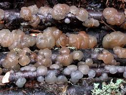 Attēlu rezultāti vaicājumam “Exidia thuretiana”