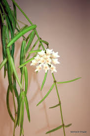 Image result for Alonsoa linearis