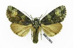 Attēlu rezultāti vaicājumam “Craniophora ligustri”