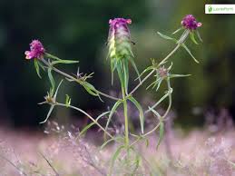 Attēlu rezultāti vaicājumam “Melampyrum cristatum leaf”