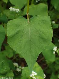 Attēlu rezultāti vaicājumam “Fagopyrum esculentum flower”