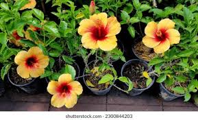 Attēlu rezultāti vaicājumam “Malvaceae”