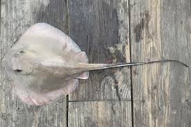 Image result for Hypanus say