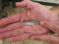 Image result for Chelon richardsonii