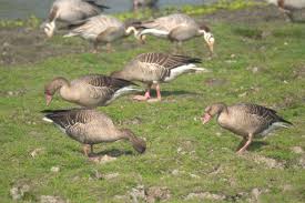 Attēlu rezultāti vaicājumam “Anser anser juvenile”