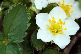 Attēlu rezultāti vaicājumam “Fragaria vesca flower”