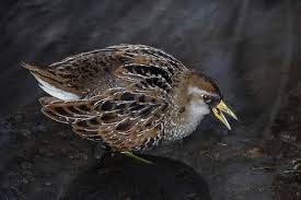 Image result for Porzana carolina