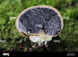 Attēlu rezultāti vaicājumam “Fuligo gyrosa spores”