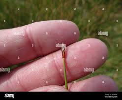 Attēlu rezultāti vaicājumam “Eleocharis uniglumis flower”
