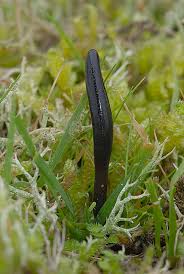 Attēlu rezultāti vaicājumam “Geoglossum sp.”