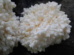 Attēlu rezultāti vaicājumam “Hericium coralloides”