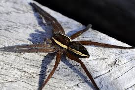 Attēlu rezultāti vaicājumam “Dolomedes fimbriatus”