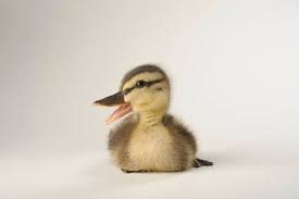 Attēlu rezultāti vaicājumam “Anas platyrhynchos”