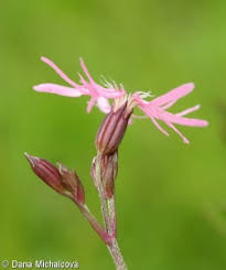 Attēlu rezultāti vaicājumam “Lychnis flos-cuculi fruit”