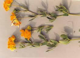 Attēlu rezultāti vaicājumam “Lotus corniculatus flower”