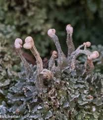 Attēlu rezultāti vaicājumam “Cladonia botrytes”