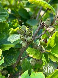 Attēlu rezultāti vaicājumam “Hamamelis”