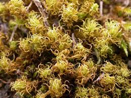 Attēlu rezultāti vaicājumam “Weissia squarrosa”