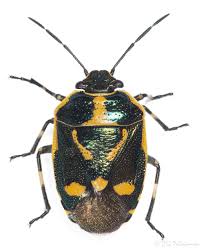 Attēlu rezultāti vaicājumam “Eurydema dominulus”