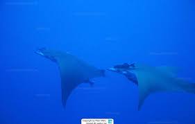 Image result for Mobula tarapacana