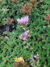 Attēlu rezultāti vaicājumam “Phedimus spurius flower”