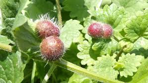 Attēlu rezultāti vaicājumam “Liposthenes glechomae”