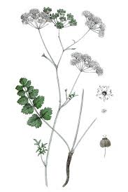 Image result for Pimpinella saxifraga