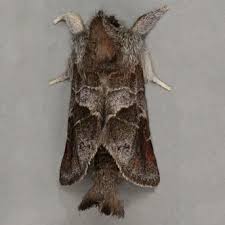 Attēlu rezultāti vaicājumam “Clostera pigra”