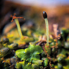 Attēlu rezultāti vaicājumam “Aneura pinguis”