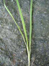 Attēlu rezultāti vaicājumam “Carex pallescens”