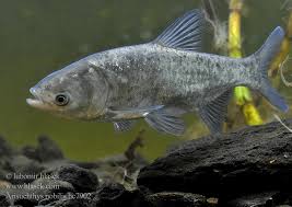 Image result for Hypophthalmichthys nobilis