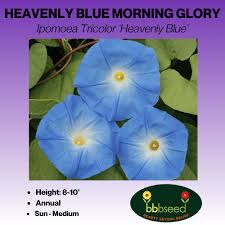 Image result for Ipomoea Heavenly Blue