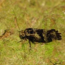 Attēlu rezultāti vaicājumam “Lophozia excisa”