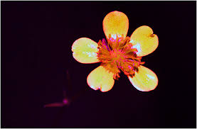 Attēlu rezultāti vaicājumam “Ranunculus repens flower”