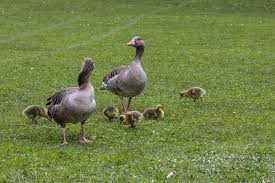 Attēlu rezultāti vaicājumam “Anser anser juvenile”