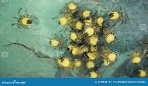 Attēlu rezultāti vaicājumam “Araneus diadematus juvenile”