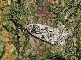 Attēlu rezultāti vaicājumam “Anacampsis blatariella”