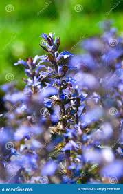 Attēlu rezultāti vaicājumam “Ajuga genevensis”