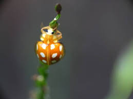 Attēlu rezultāti vaicājumam “Halyzia sedecimguttata”