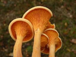 Attēlu rezultāti vaicājumam “Hygrophoropsis aurantiaca”