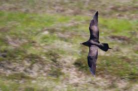 Image result for Stercorarius parasiticus