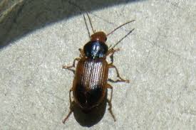 Attēlu rezultāti vaicājumam “Diachromus germanus”