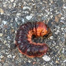 Attēlu rezultāti vaicājumam “Cossus cossus larva”