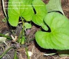 Attēlu rezultāti vaicājumam “Viola riviniana leaf”